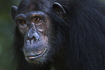 Eastern Chimpanzee (Pan troglodytes schweinfurthii) twenty-one year old female, Gombe National Park, Tanzania