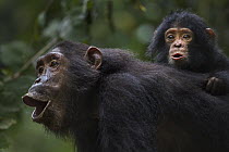 Eastern Chimpanzee (Pan troglodytes schweinfurthii) fourteen year old female with her nine month old baby daughter calling, Gombe National Park, Tanzania