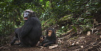 Eastern Chimpanzee (Pan troglodytes schweinfurthii) fourty-one year old female with her three year old baby son, Gombe National Park, Tanzania