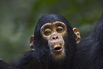 Eastern Chimpanzee (Pan troglodytes schweinfurthii) baby male, one year old, hooting, Gombe National Park, Tanzania