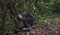 Eastern Chimpanzee (Pan troglodytes schweinfurthii) fourty-one year old female grooming her eight year old juvenile son, Gombe National Park, Tanzania