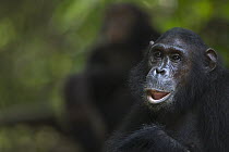 Eastern Chimpanzee (Pan troglodytes schweinfurthii) fourteen year old female, Gombe National Park, Tanzania
