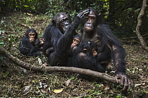 Eastern Chimpanzee (Pan troglodytes schweinfurthii) fourty-one year old female grooming her fourteen year old daughter, surrounded by young, Gombe National Park, Tanzania