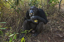 Eastern Chimpanzee (Pan troglodytes schweinfurthii) thirty-six year old male feeding on fruit, Gombe National Park, Tanzania