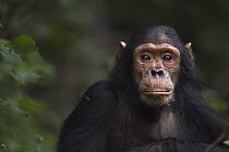 Eastern Chimpanzee (Pan troglodytes schweinfurthii) juvenile male, eight years old, Gombe National Park, Tanzania