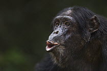 Eastern Chimpanzee (Pan troglodytes schweinfurthii) eighteen year old male hooting, Gombe National Park, Tanzania