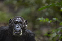 Eastern Chimpanzee (Pan troglodytes schweinfurthii) thirty-six year old male, Gombe National Park, Tanzania