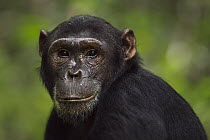 Eastern Chimpanzee (Pan troglodytes schweinfurthii) fifteen year old male, Gombe National Park, Tanzania