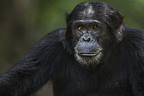 Eastern Chimpanzee (Pan troglodytes schweinfurthii) eighteen year old male, Gombe National Park, Tanzania