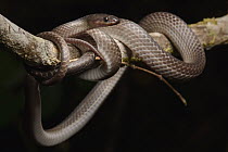 Wolf Snake (Stegonotus sp), Papua, Indonesia