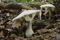 Amanita (Amanita sp) mushrooms, Tanjung Datu National Park, Sarawak, Borneo, Malaysia