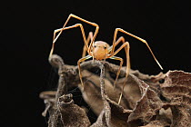 Ant-mimic Crab Spider (Amyciaea sp), Halmahera, North Maluku, Indonesia
