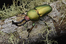 Stag Beetle (Lamprima adolphinae) male, Arfak Mountains, West Papua, Indonesia