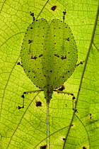 Katydid (Despoina spinosa) male camouflaged on leaf, Sarawak, Borneo, Malaysia