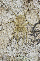 Huntsman Spider (Pandercetes sp) camouflaged on bark, Arfak Mountains, West Papua, Indonesia