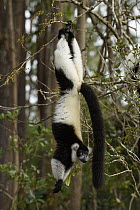 Black And White Ruffed Lemur (Varecia variegata variegata) hanging from branch, Andasibe, Madagascar