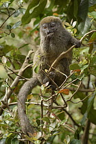 Grey Bamboo Lemur (Hapalemur griseus) feeding, Andasibe, Madagascar