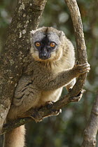 Red-fronted Brown Lemur (Eulemur fulvus rufus), Andasibe, Madagascar