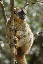 Red-fronted Brown Lemur (Eulemur fulvus rufus), Andasibe, Madagascar