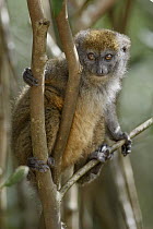 Grey Bamboo Lemur (Hapalemur griseus), Andasibe, Madagascar