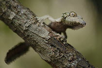 Leaf-tailed Gecko (Uroplatus sikorae), Andasibe, Madagascar