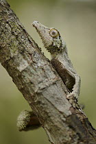 Leaf-tailed Gecko (Uroplatus sikorae), Andasibe, Madagascar