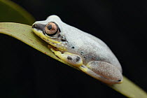 Blue Back Frog (Heterixalus madagascariensis), Palmarium Reserve, Madagascar