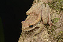 Mantellid Frog (Boophis sp), Palmarium Reserve, Madagascar