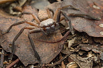 Giant Crab Spider (Sparassidae), Palmarium Reserve, Madagascar