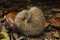 Greater Hedgehog Tenrec (Setifer setosus) in defensive posture rolled into a ball, Palmarium Reserve, Madagascar
