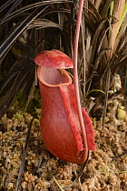 Malagasy Pitcher Plant (Nepenthes madagascariensis) lower pitcher, Madagascar