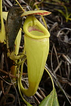 Malagasy Pitcher Plant (Nepenthes madagascariensis) upper pitcher, Madagascar