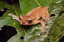 Mantellid Frog (Boophis sp), Andasibe, Madagascar