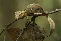 Fantastic Leaf-tail Gecko (Uroplatus phantasticus) camouflaged on branch, Andasibe, Madagascar