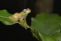 Mantellid Frog (Boophis bottae), Andasibe, Madagascar