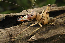 Cricket (Spizaphilus sp) male showing elongated mandibles, Andasibe, Madagascar