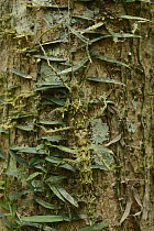 Stick Insect (Phasmatidae) camouflaged on tree trunk, Mantadia National Park, Madagascar