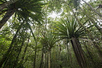 Screw Pine (Pandanus sp) trees, Mantadia National Park, Madagascar