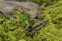 Folohy Madagascar Frog (Mantidactylus argenteus) camouflaged on moss, Mantadia National Park, Madagascar