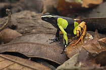 Baron's Mantella (Mantella baroni) frog, Mantadia National Park, Madagascar