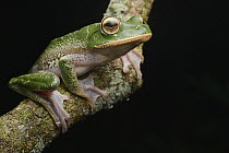 Mantellid Frog (Boophis sp), Masoala National Park, Antsiranana, Madagascar