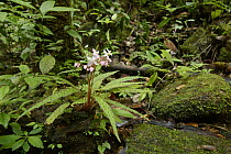Begonia (Begonia antongilensis) in rainforest, Masoala National Park, Antsiranana, Madagascar