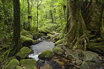 Stream in lowland rainforest, Masoala National Park, Antsiranana, Madagascar