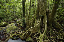 Lowland rainforest with stream, Masoala National Park, Antsiranana, Madagascar