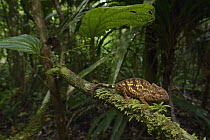Parson's Chameleon (Calumma parsonii) in forest, Masoala National Park, Antsiranana, Madagascar