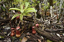 Pitcher Plant (Nepenthes masoalensis) in rainforest, Masoala National Park, Antsiranana, Madagascar