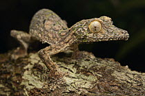Common Flat-tail Gecko (Uroplatus fimbriatus), Masoala National Park, Antsiranana, Madagascar
