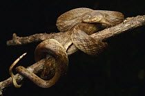 Malagasy Cat-eyed Snake (Madagascarophis colubrinus), Masoala National Park, Antsiranana, Madagascar