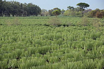 Sisal (Agave sisalana) plantation for production of fiber, Amboasary, Madagascar