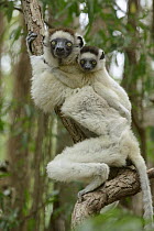 Verreaux's Sifaka (Propithecus verreauxi) mother and young, Berenty Private Reserve, Madagascar
